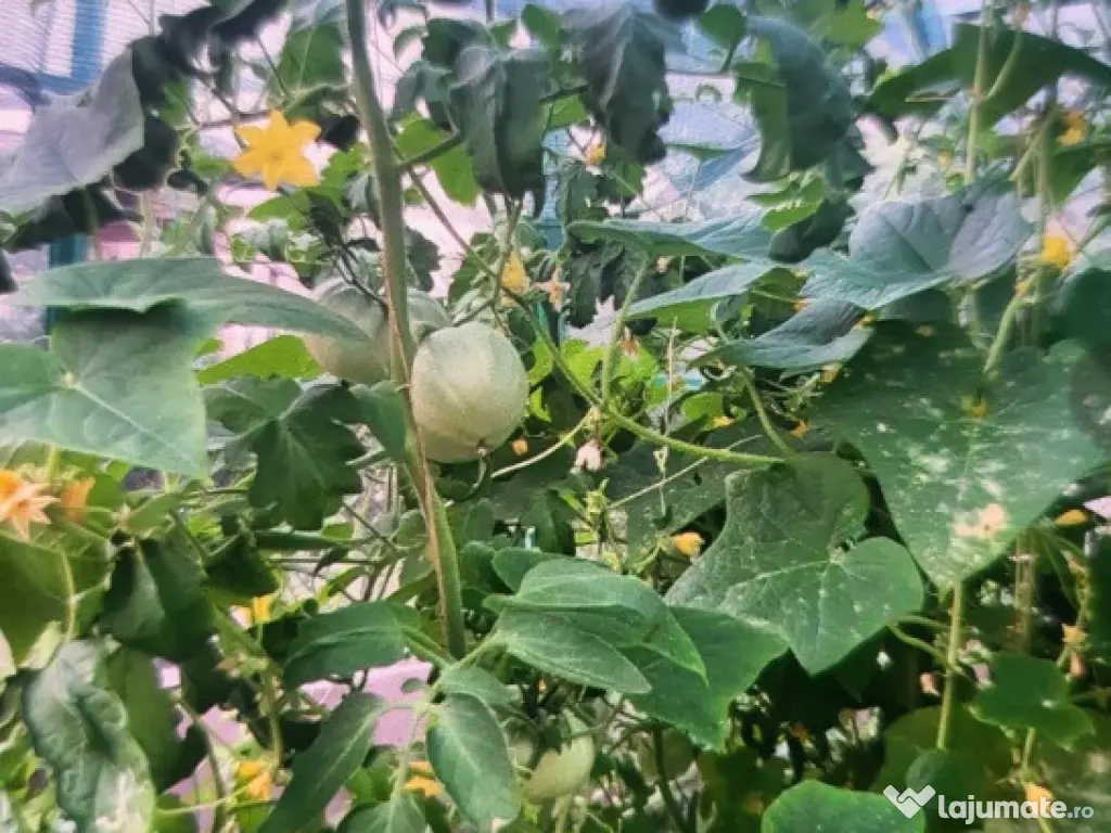 Casa pasiva, 3 zone distincte de locuit, Sera, autosustenabiliitate