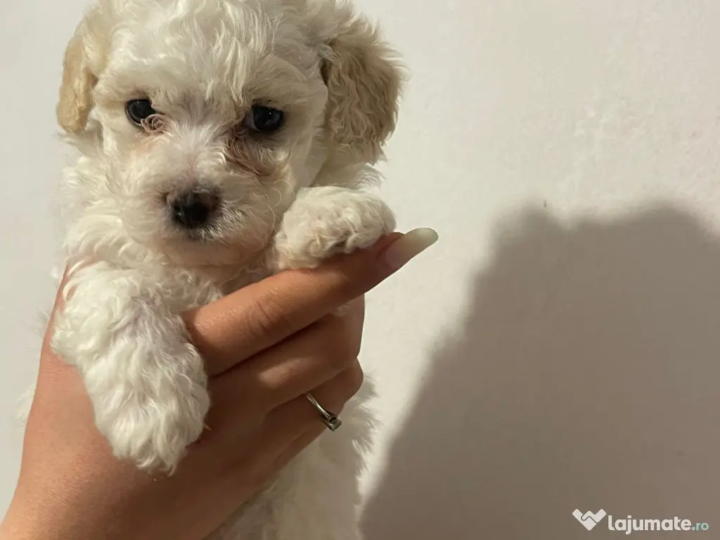 Bichon matlez  Băiat 