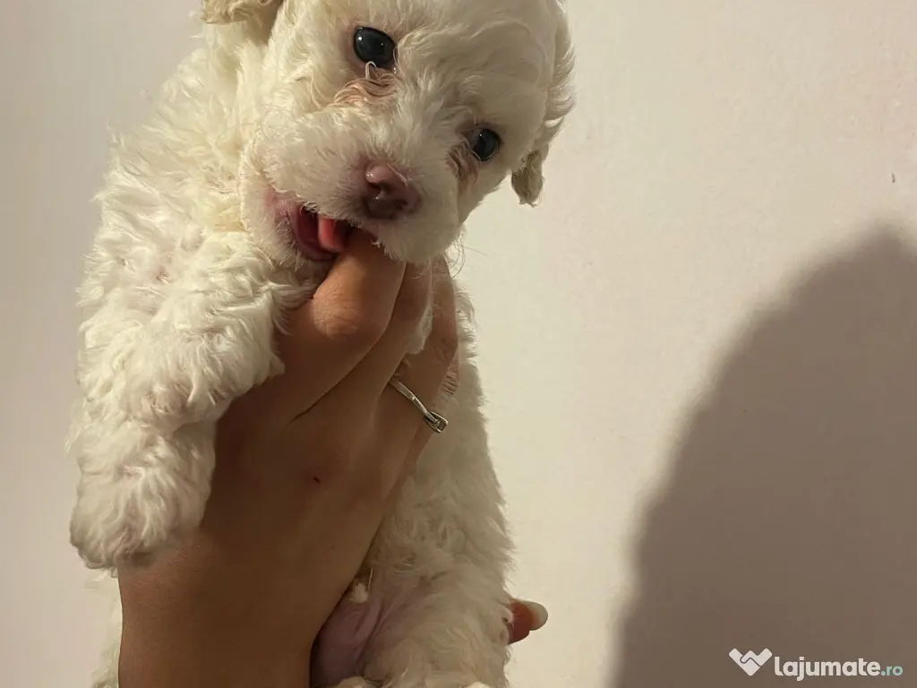 Bichon matlez  Băiat 