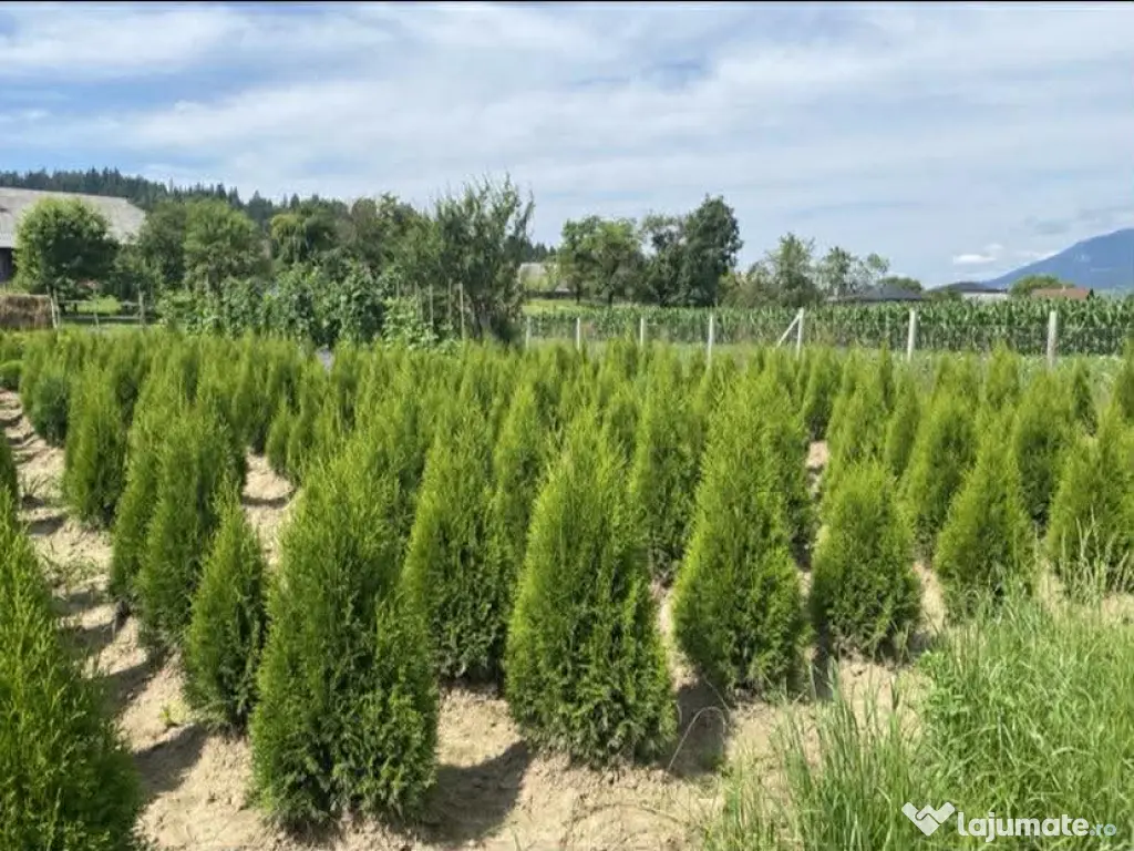 Tuia Smaragd 1.20 metri. 