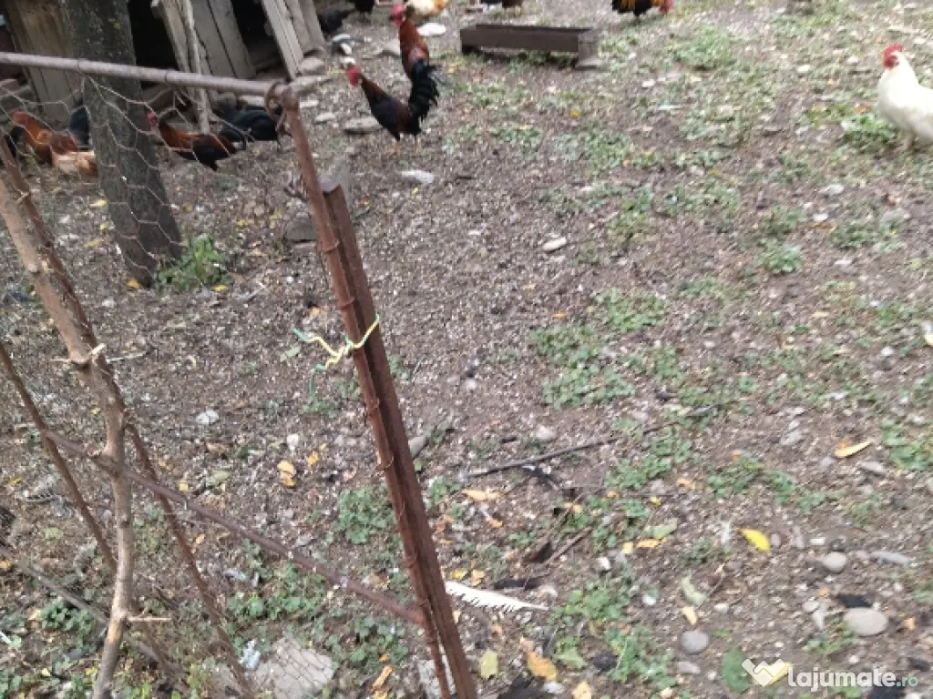 găini și cocoși pitici 