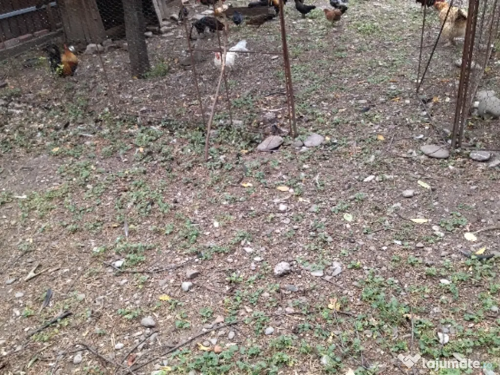 găini și cocoși pitici 