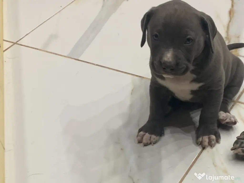 American Bully blue