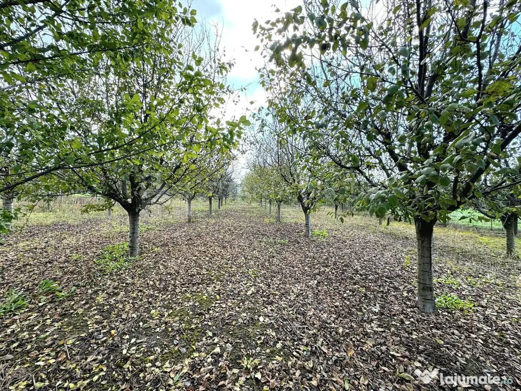 Livada+gradina, teren intravilan 2902mp, Damienesti-Bacau... 