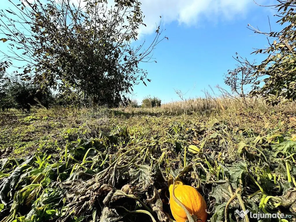 Livada+gradina, teren intravilan 2902mp, Damienesti-Bacau... 