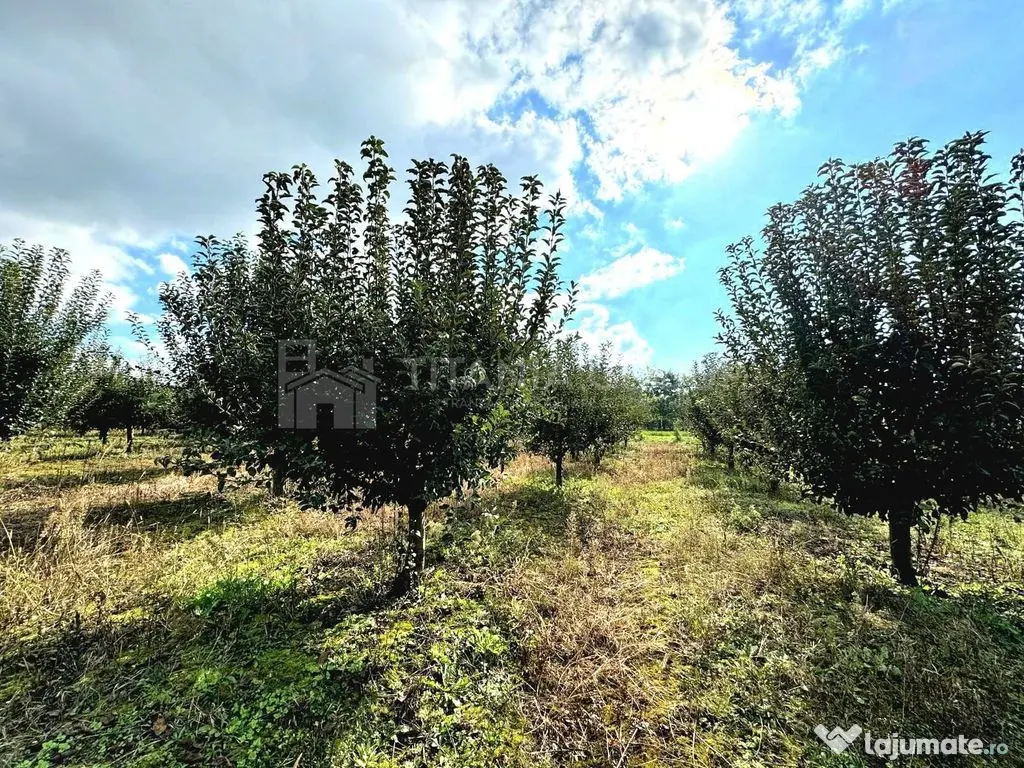 Livada+gradina, teren intravilan 2902mp, Damienesti-Bacau... 