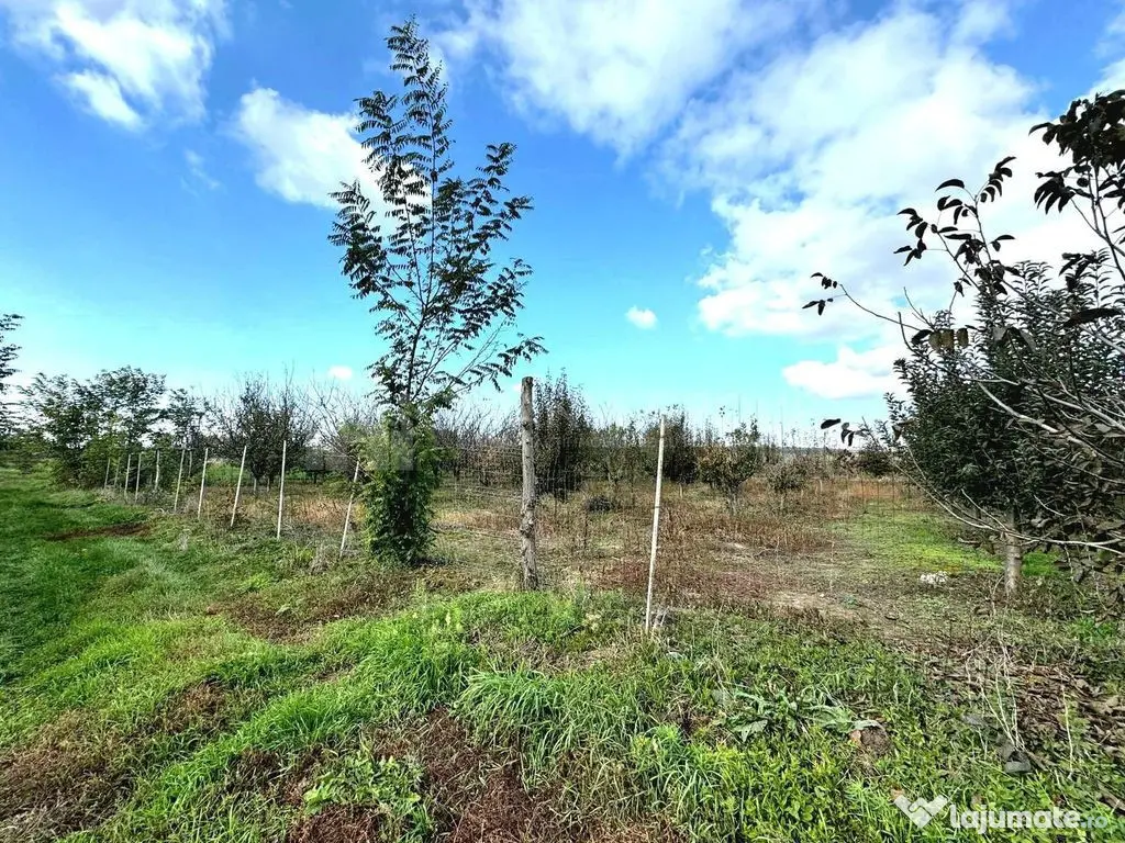 Livada+gradina, teren intravilan 2902mp, Damienesti-Bacau... 