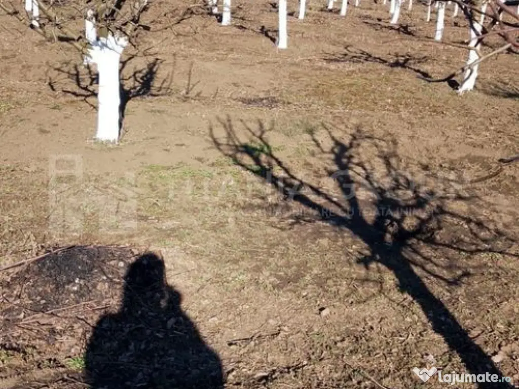 Livada+gradina, teren intravilan 2902mp, Damienesti-Bacau... 