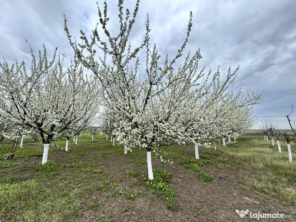 Livada+gradina, teren intravilan 2902mp, Damienesti-Bacau... 