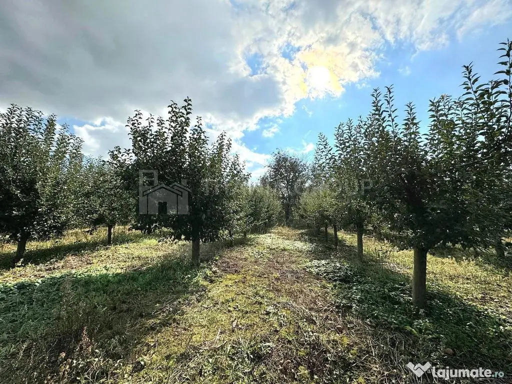 Livada+gradina, teren intravilan 2902mp, Damienesti-Bacau... 