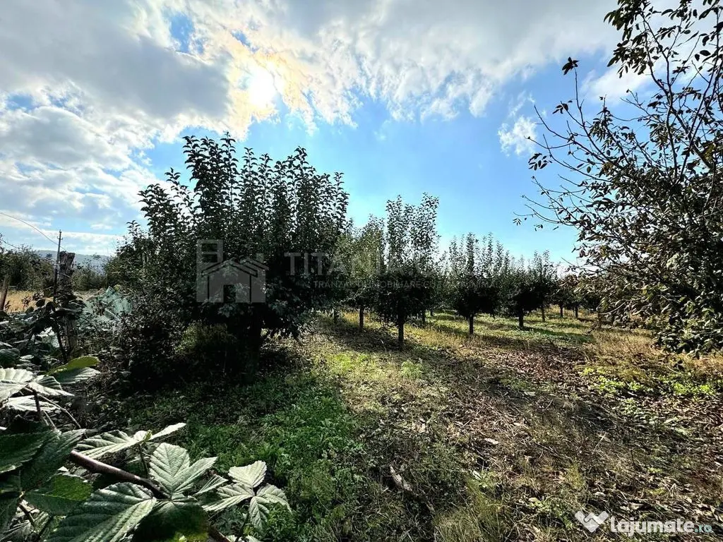 Livada+gradina, teren intravilan 2902mp, Damienesti-Bacau... 