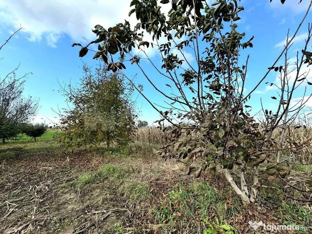 Livada+gradina, teren intravilan 2902mp, Damienesti-Bacau... 