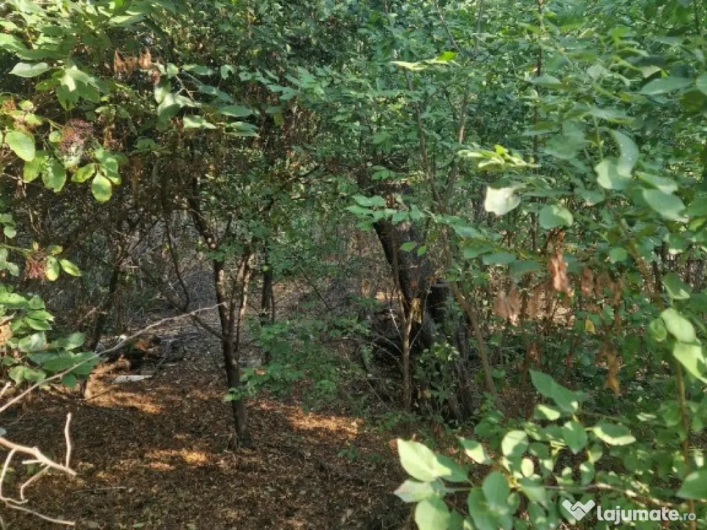 Cornetu stradal, vanzare teren intravilan 1.600mp 