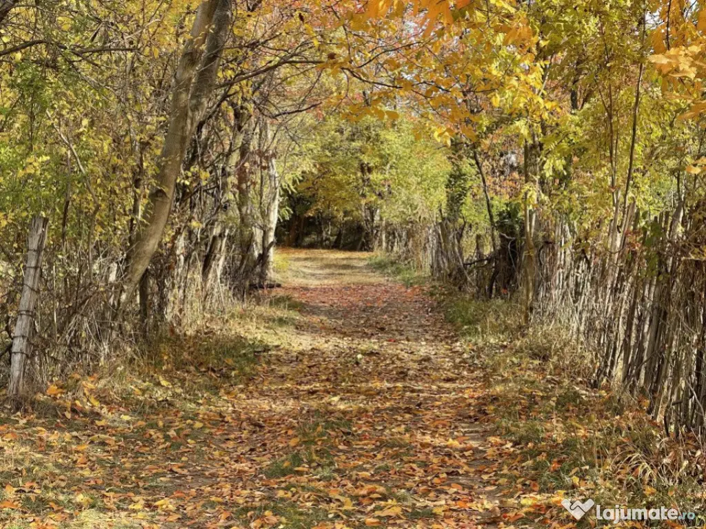 Teren Premium 1559 mp, Brebu Manastirei – Refugiu Montan l 