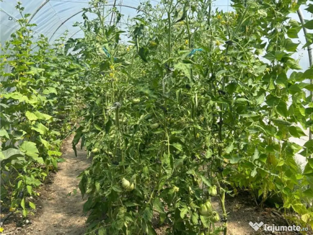 RECO Casa 3 Camere Cu Teren Generos In Felcheriu 