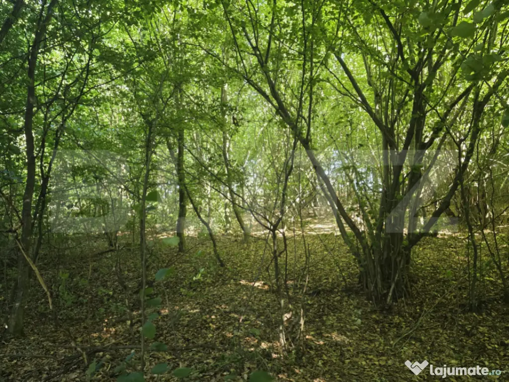 Teren la liziera padurii Faget
