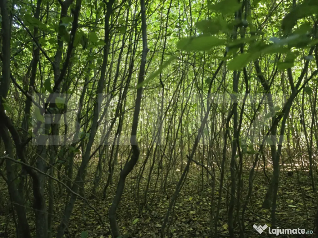 Teren la liziera padurii Faget