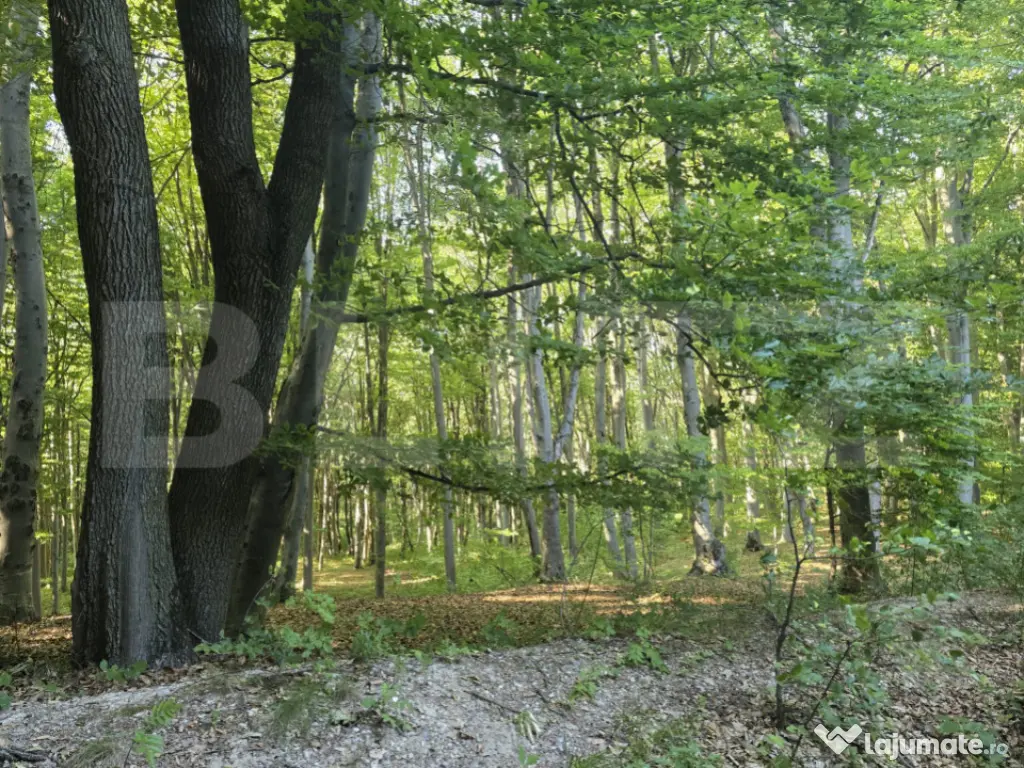 Teren la liziera padurii Faget