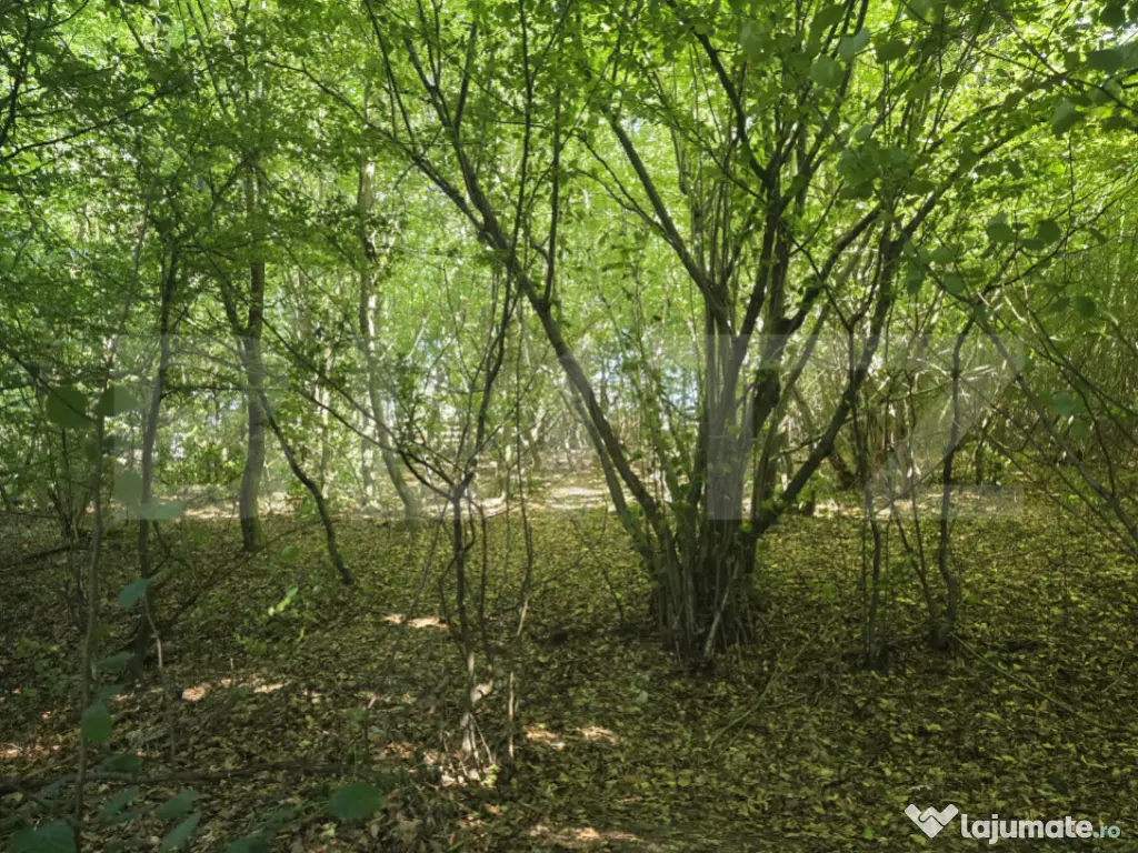 Teren la liziera padurii Faget