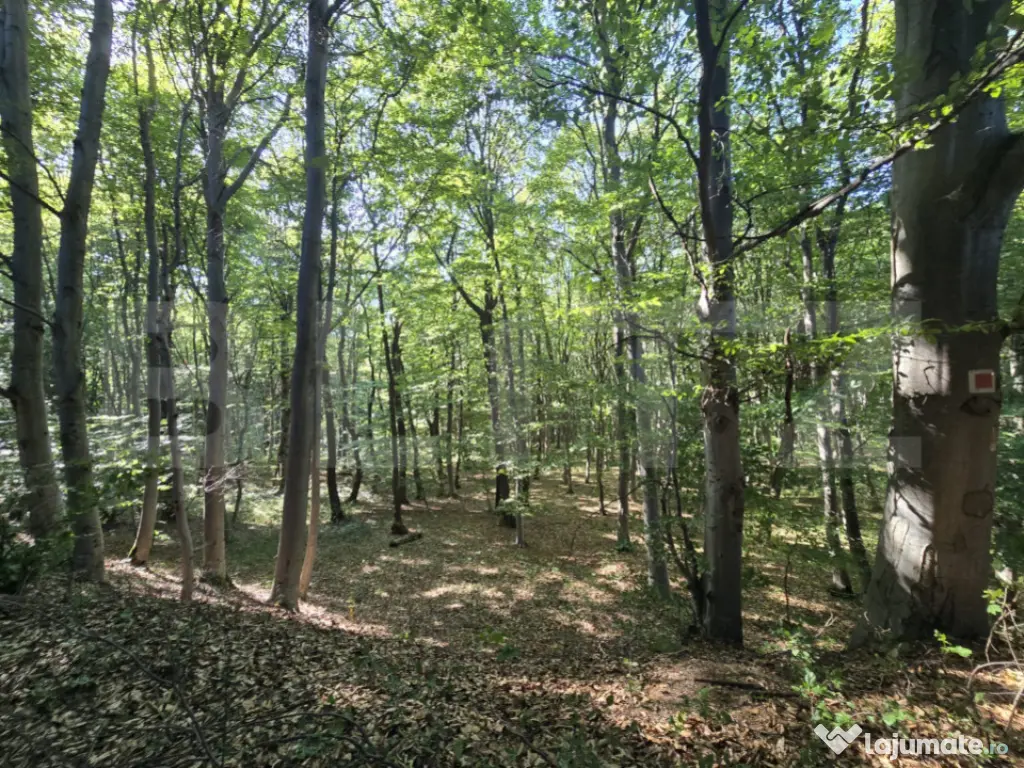 Teren la liziera padurii Faget