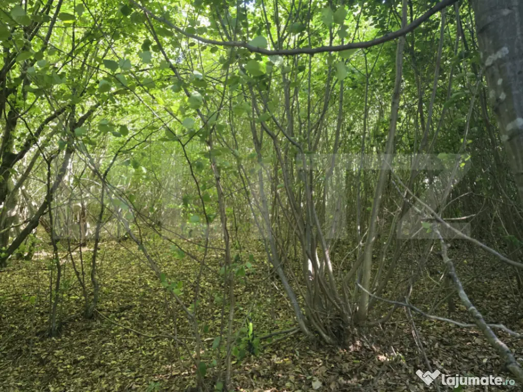 Teren la liziera padurii Faget