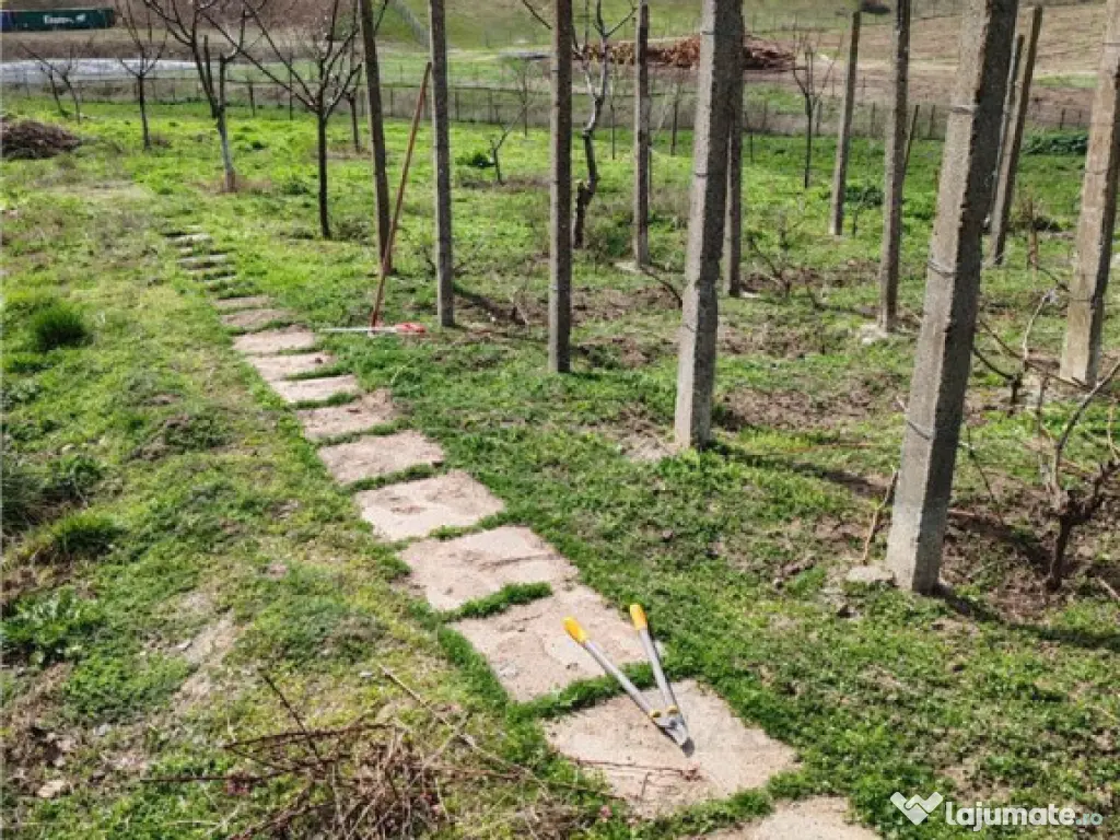 Colt de rai la tara doua case primitoare livada vie si lini