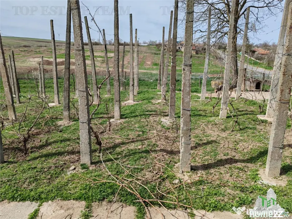 Colt de rai la tara doua case primitoare livada vie si lini