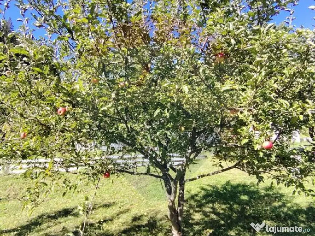 Casă în Vatra Dornei, zona Argestru, cu 11.541m.p. TERE...