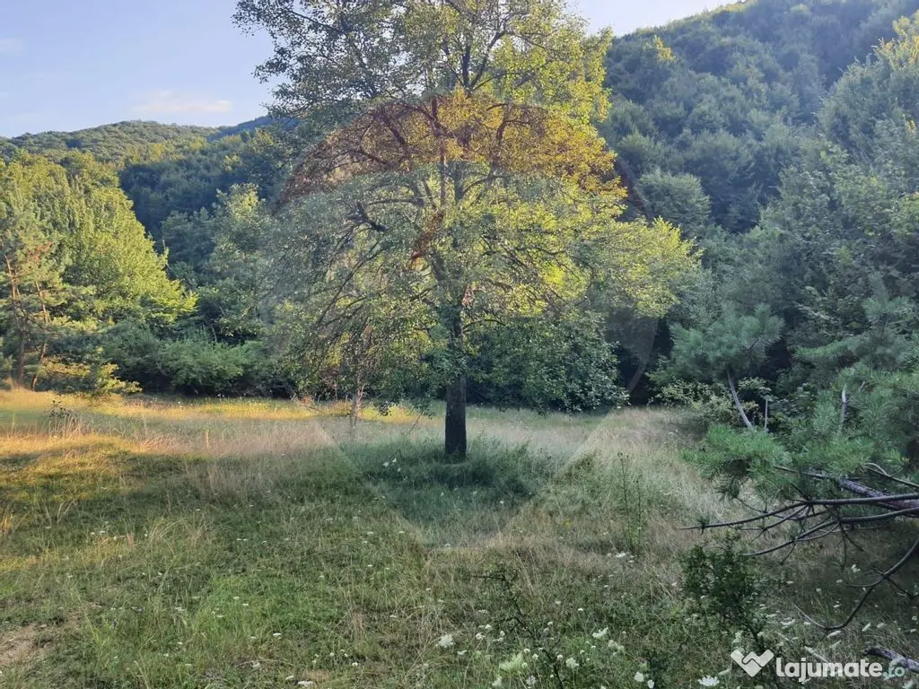 Poiană pentru cabana de vanzare intravilan Coas 