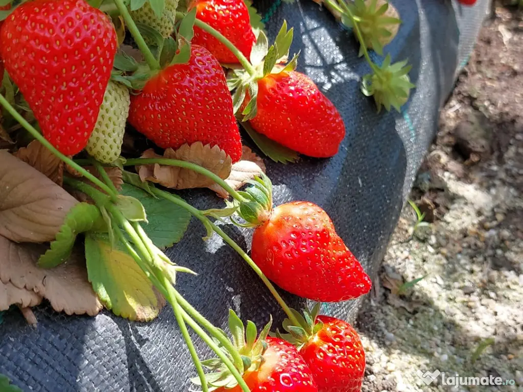 Stoloni Căpșuni remontant Albion, Mur, Zmeur, Tayberry, Agriș Albizia 