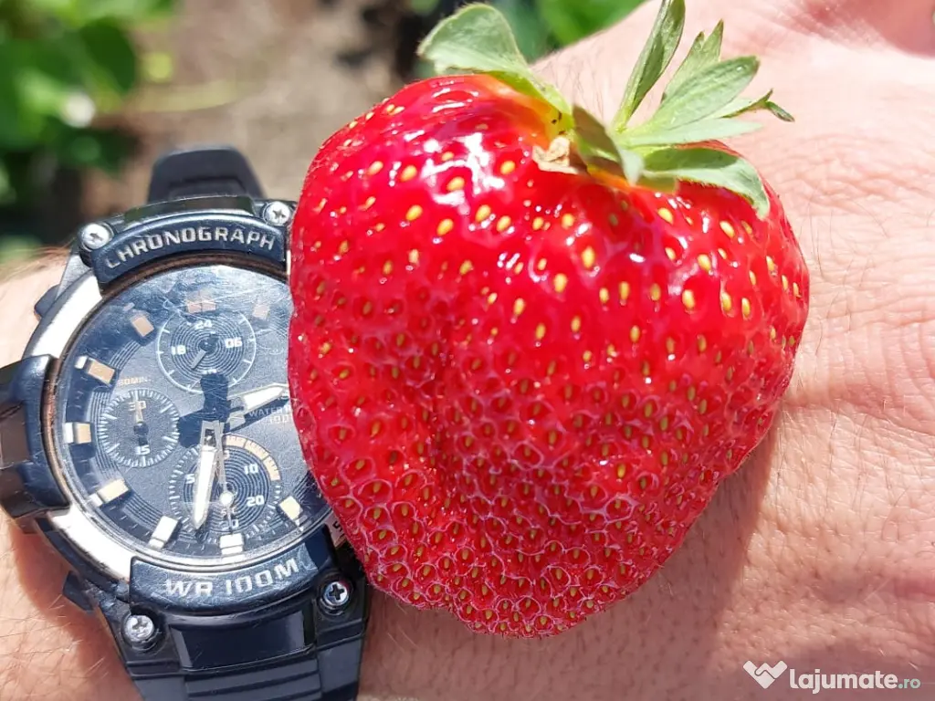 Stoloni Căpșuni remontant Albion, Mur, Zmeur, Tayberry, Agriș Albizia 