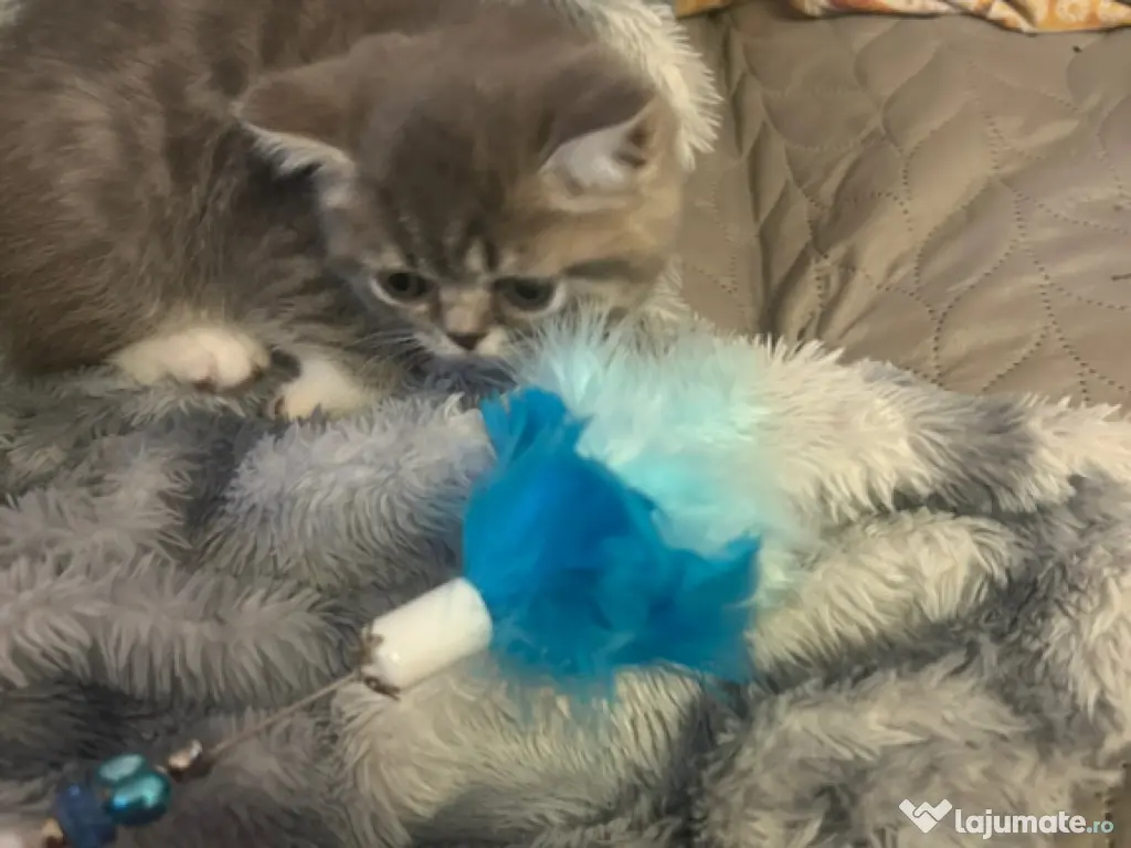 Vand pui British Shorthair