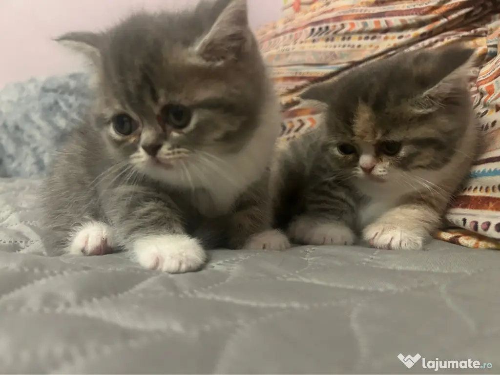 Vand pui British Shorthair