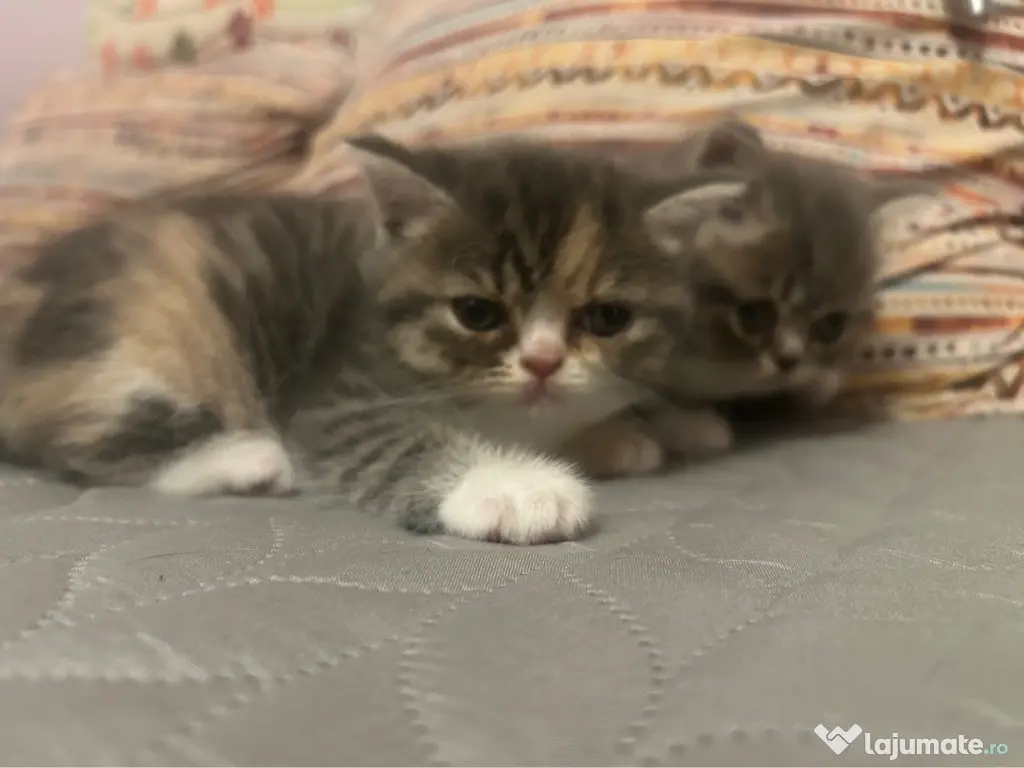 Vand pui British Shorthair