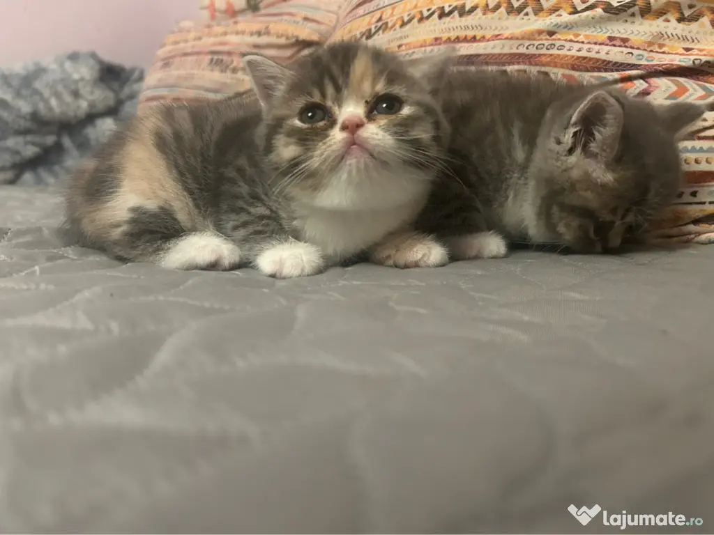 Vand pui British Shorthair