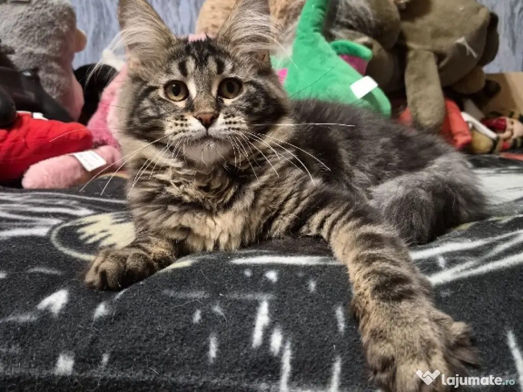 Maine coon pui superbi