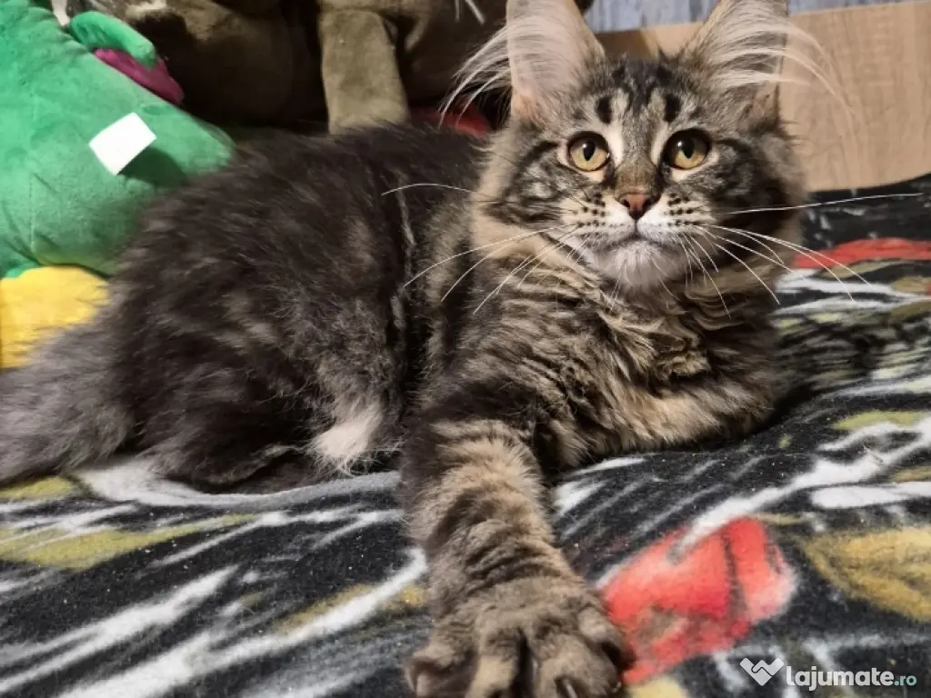 Maine coon pui superbi