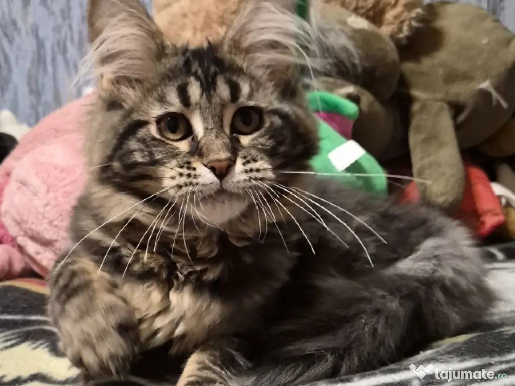 Maine coon pui superbi