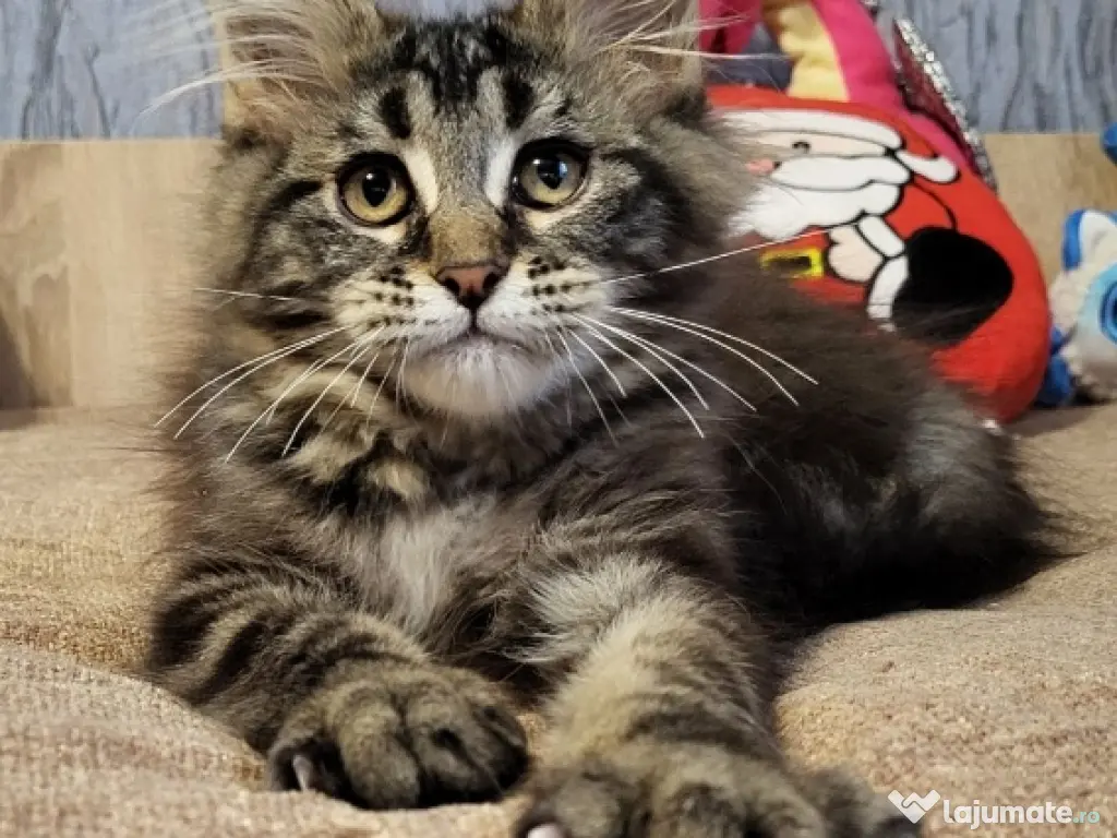 Maine coon pui superbi
