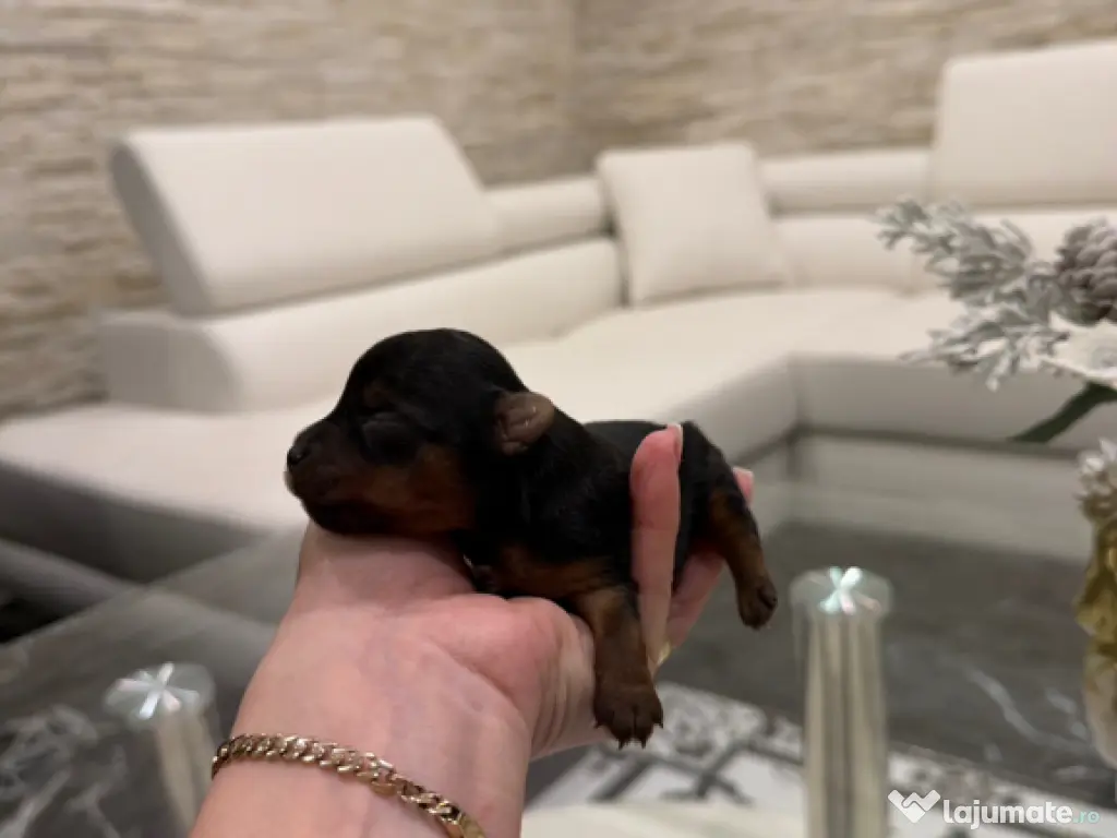 Armatura plastic bara față a2048854665 