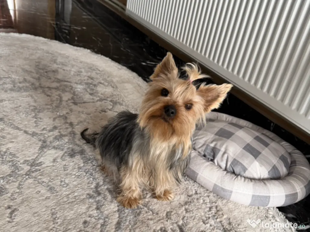 Armatura plastic bara față a2048854665 