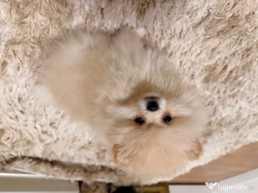 Pomeranian cu pedigree, superb! 