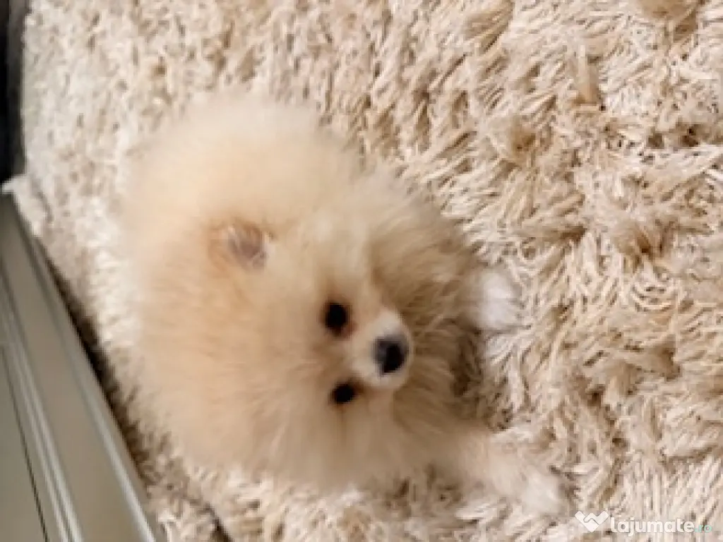 Pomeranian cu pedigree, superb! 