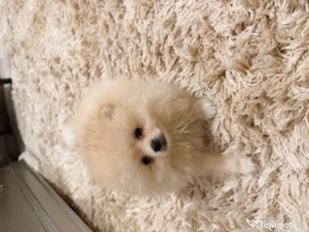 Pomeranian cu pedigree, superb! 