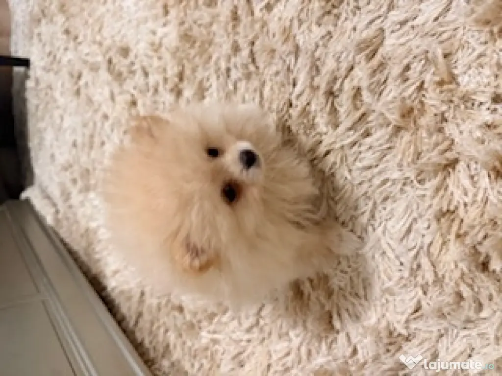Pomeranian cu pedigree, superb! 