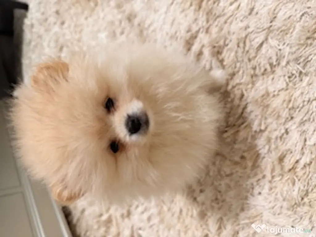 Pomeranian cu pedigree, superb! 