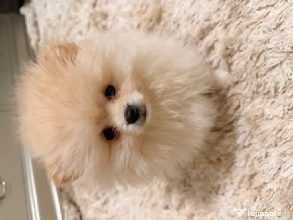 Pomeranian cu pedigree, superb! 