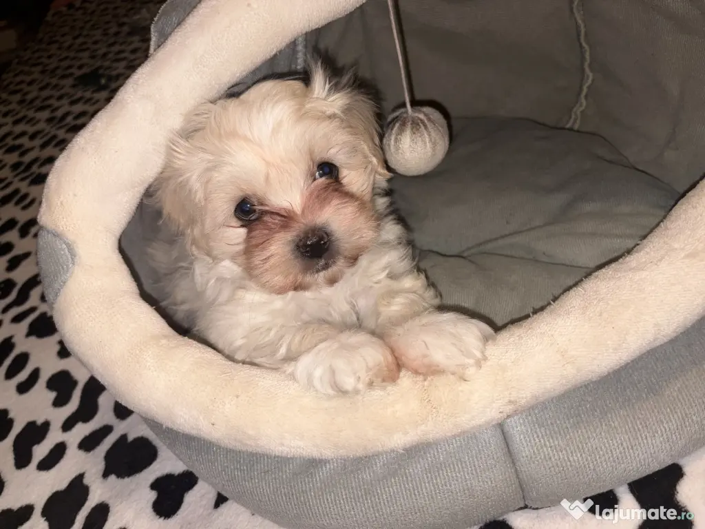 Mascul bichon maltez 