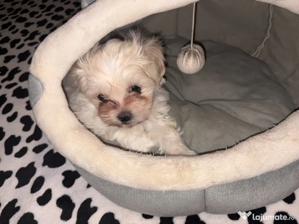 Mascul bichon maltez 