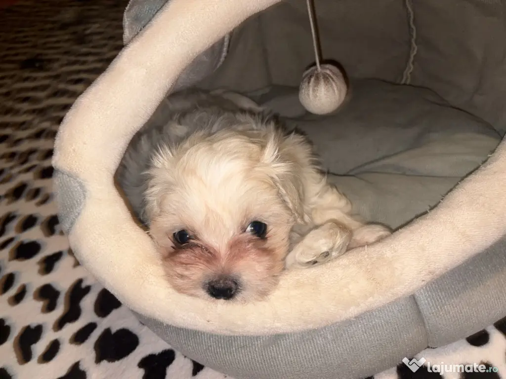 Mascul bichon maltez 